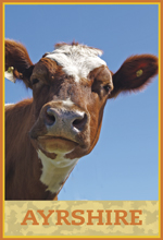Ayrshire Dairy Cow Ayrshire Dairy Cow